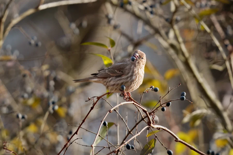 A small brown bird perched on a branch holds a dark berry in its beak, surrounded by twigs and clusters of berries against a blurred background.