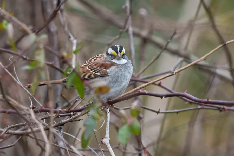 A small bird with brown and white feathers and a distinctive yellow spot above its eye perches on a branch surrounded by twigs and green leaves.