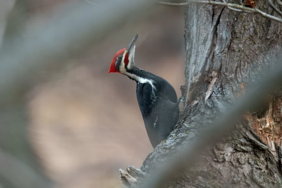 A pileated woodpecker clings to the side of a tree trunk, facing upward, with its red crest and black-and-white plumage visible.