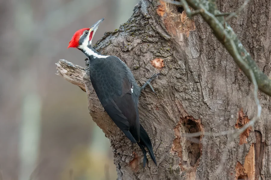 A pileated woodpecker with a red crest clings to the side of a tree trunk, pecking at the bark.