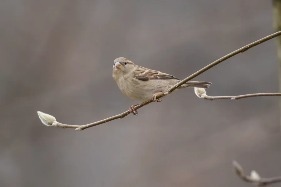 BOR - 12-04-2025 - 0071920 A small brown sparrow perched on a thin branch with fuzzy buds, against a blurred gray background.