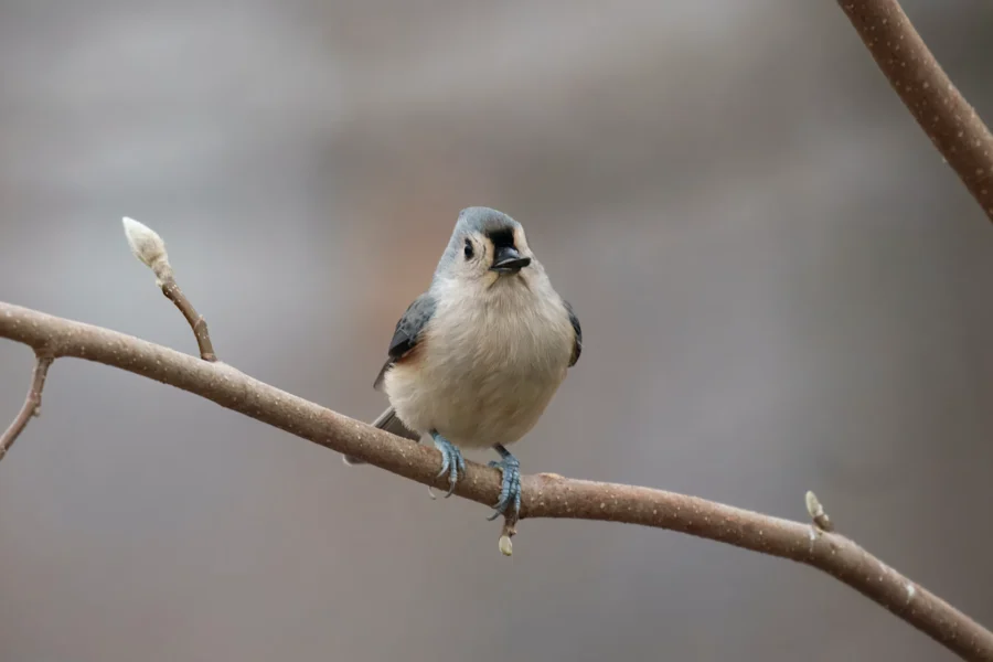 BOR - 12-04-2025 - 0081920 A small gray and white bird with a black beak is perched on a bare branch against a blurred background.