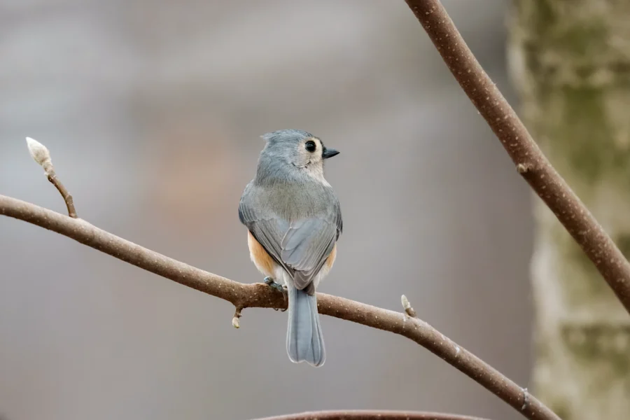 BOR - 12-04-2025 - 0091920 A small gray bird with a tufted head and light underparts sits on a bare branch, facing away from the camera.