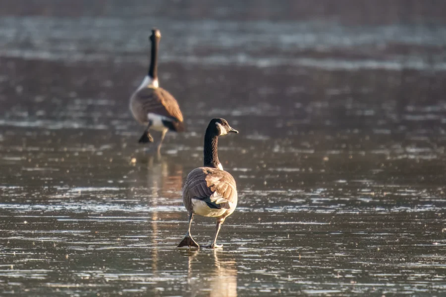 BOR - 12-08-2025 - 0021920 Two Canada geese stand on a reflective, icy surface, with one goose in the foreground and the other slightly out of focus in the background.