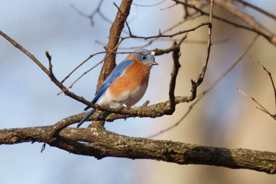 BOR - 12-08-2025 - 0051920 A bluebird with blue wings and an orange-brown chest is perched on a bare tree branch against a blurred background.