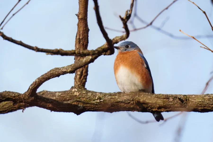 BOR - 12-08-2025 - 0061920 A small blue and orange bird perches on a bare tree branch against a light blue sky.