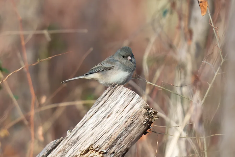 BOR - 12-08-2025 - 0081920 A small gray-and-white bird perched on a weathered piece of wood, with a blurred background of dry vegetation.