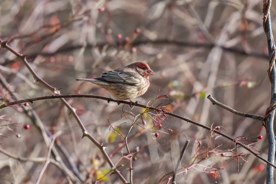 A small brown and red bird perches on a thin, leafless branch with a few red berries, surrounded by a background of tangled branches.