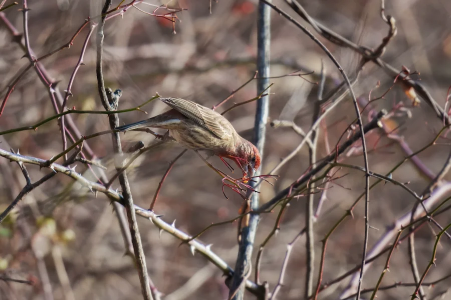 A small bird with brown and red feathers perches on thin, leafless branches, pecking at a twig in a natural outdoor setting.
