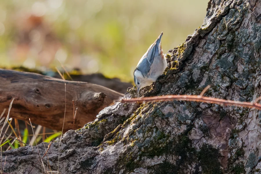 BOR - 12-08-2025 - 0131920 A small bird with gray and white feathers clings head-down to the trunk of a tree covered in moss, in an outdoor natural setting.