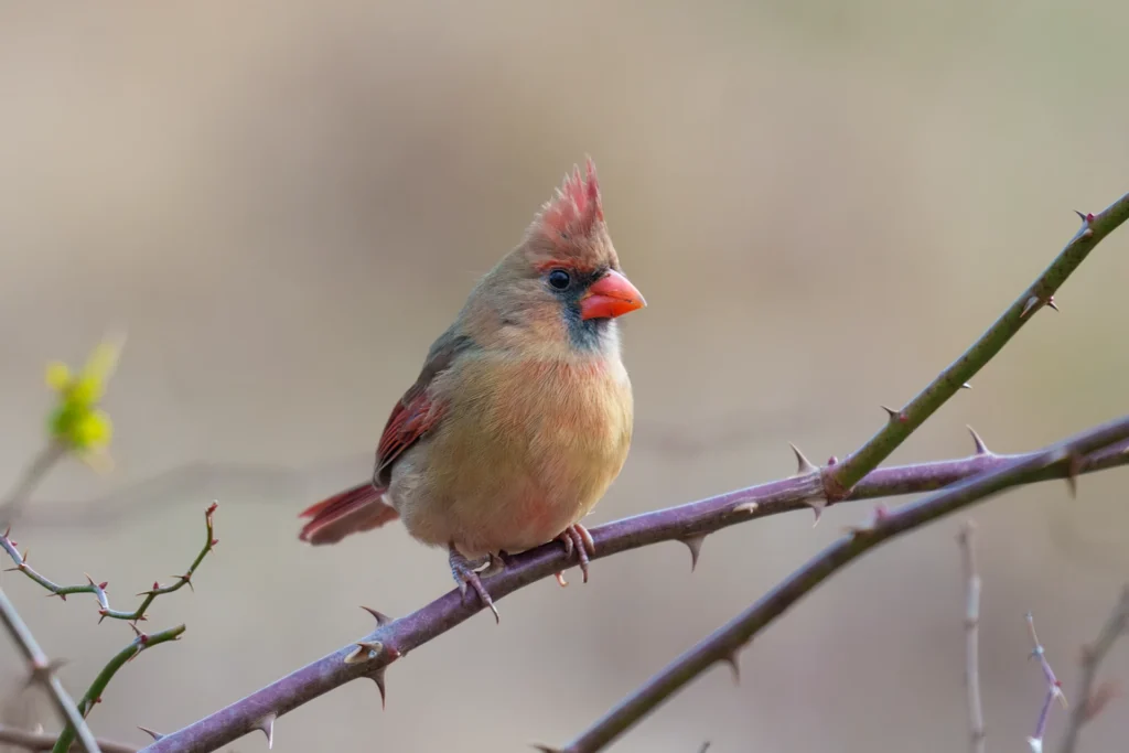 A female Northern Cardinal with a red-orange beak perches on a thorny branch against a blurred, neutral background.