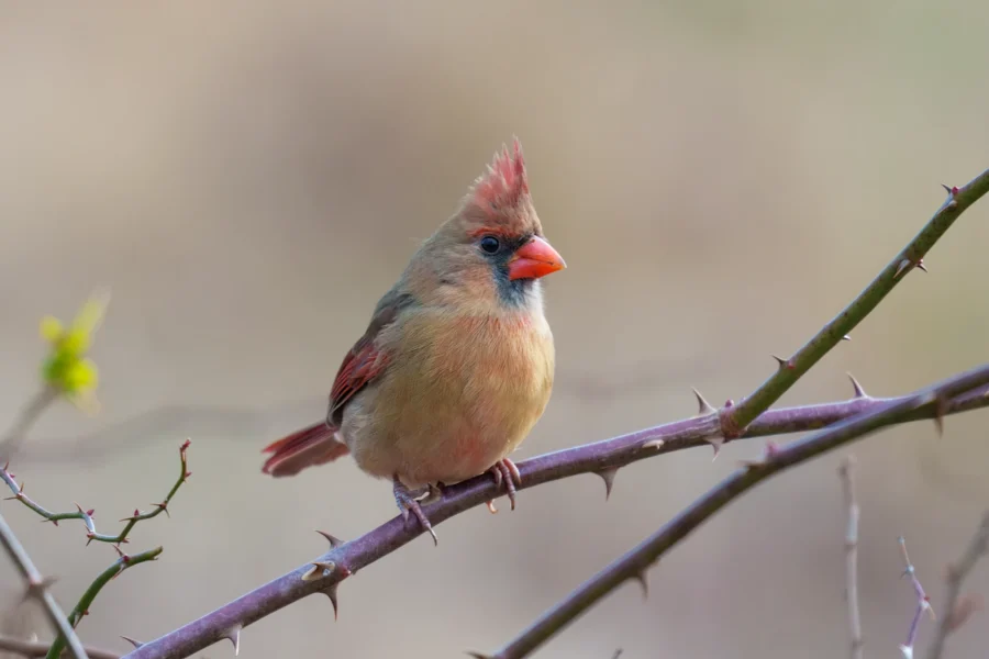 A female Northern Cardinal with a red-orange beak perches on a thorny branch against a blurred, neutral background.