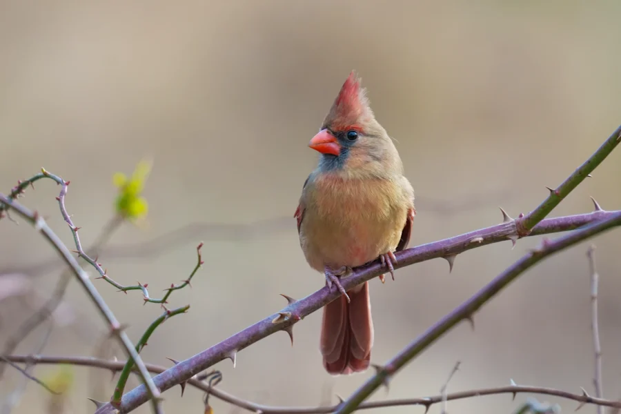 A female northern cardinal with a reddish beak and crest is perched on a thorny branch against a blurred background.