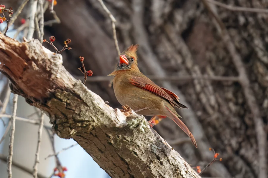 A female cardinal with brown and red feathers perches on a tree branch with berries, against a background of tree bark.