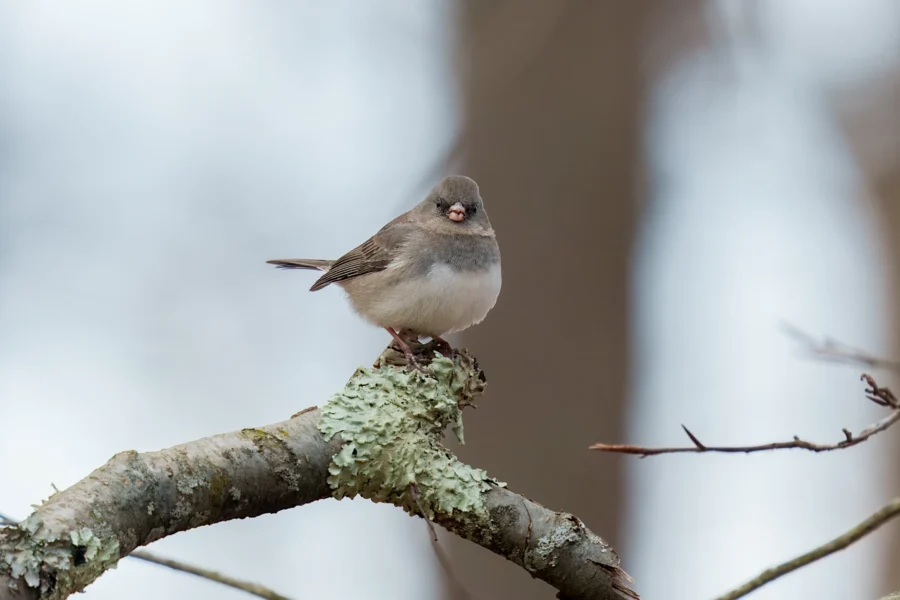 BOR - 12-08-2025 - 0181920 A small, gray and white bird perched on a lichen-covered branch with a blurred background.