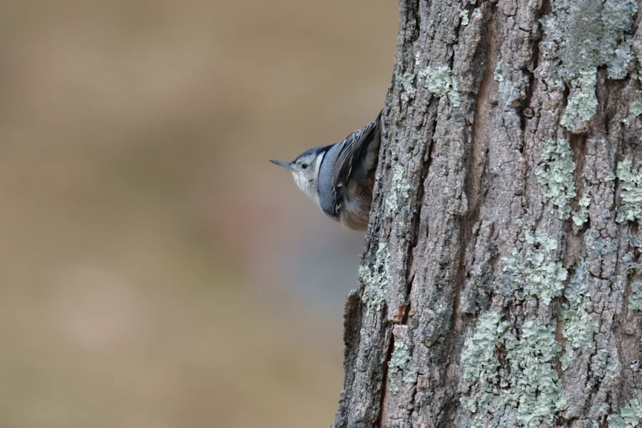 BOR - 12-08-2025 - 0251920 A small bird clings to the side of a tree trunk, facing left. The tree bark is rough with patches of lichen. The background is blurred.