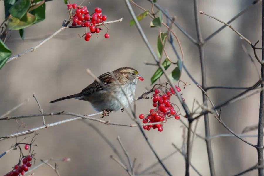A small brown and white bird perched on a branch, eating red berries amid thin twigs and sparse leaves.