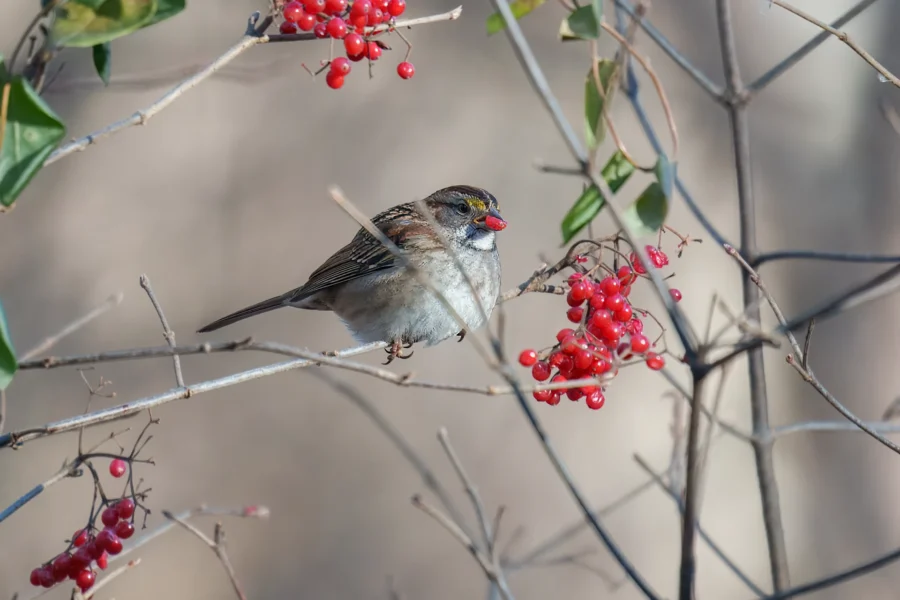 A small bird perches on a branch, holding a red berry in its beak, surrounded by clusters of red berries and sparse green leaves.