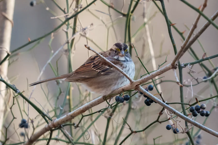 A small brown and white bird perched on a branch with thin twigs and dark berries in the background.