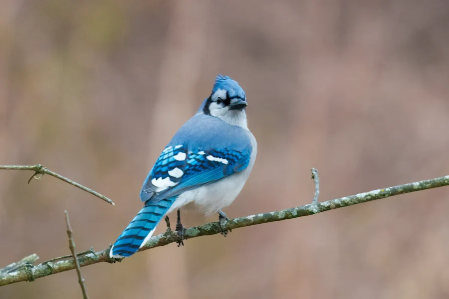 BOR - 12-10-2025 - 0071920 A blue jay with blue, white, and black feathers is perched on a thin branch against a blurred brown background.