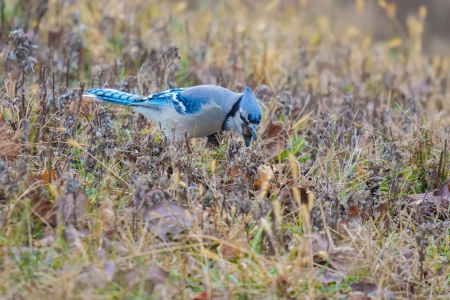 BOR - 12-10-2025 - 0091920 A blue jay stands on the ground amid dry grass and plants, appearing to forage for food.