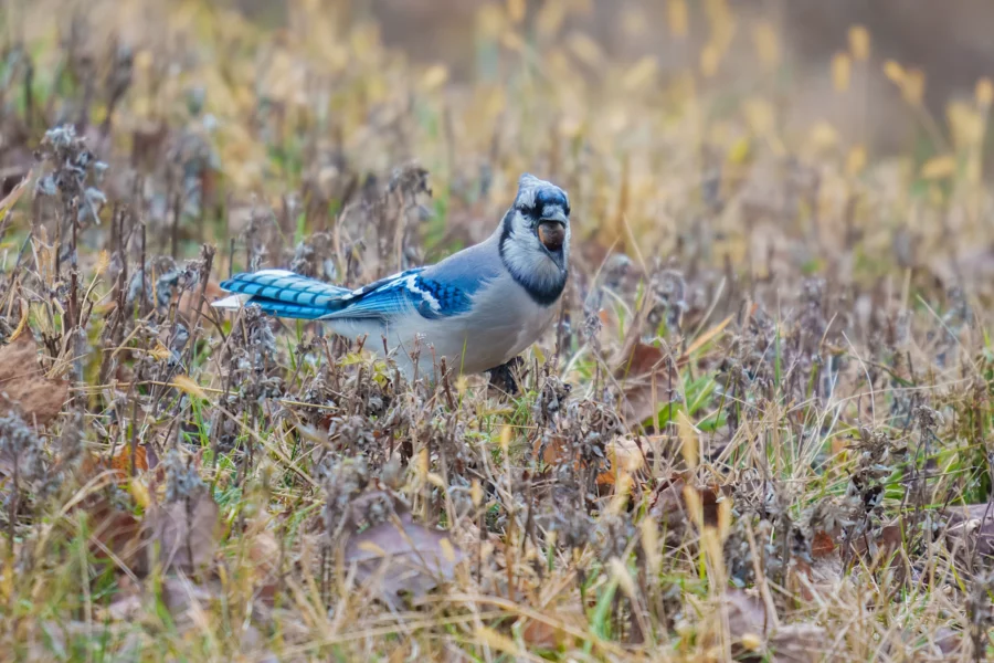 BOR - 12-10-2025 - 0101920 A blue jay stands on the ground among dry grass and plants, holding a peanut in its beak.
