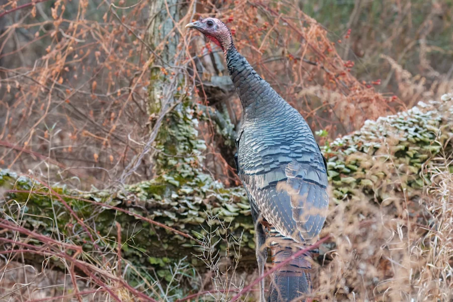 BOR - 12-10-2025 - 0121920 A wild turkey stands amid dry grasses and fallen branches in a forested area.