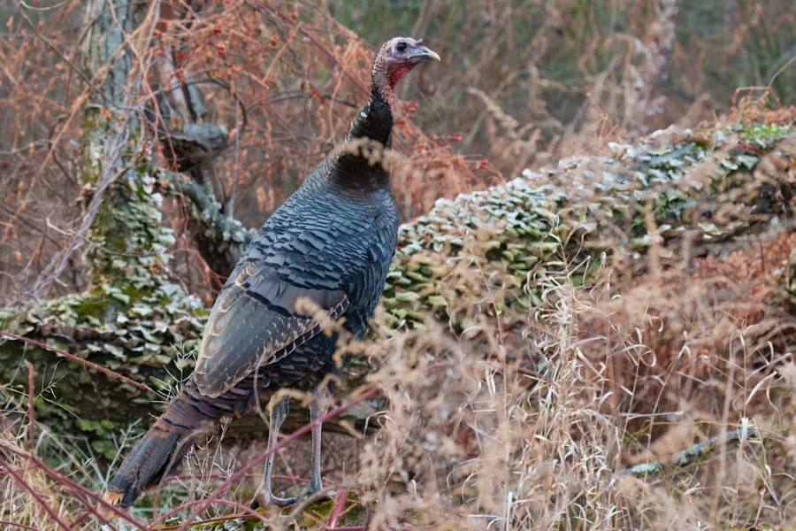 BOR - 12-10-2025 - 0141920 A wild turkey stands on the ground among dry grasses and fallen branches in a natural outdoor setting.