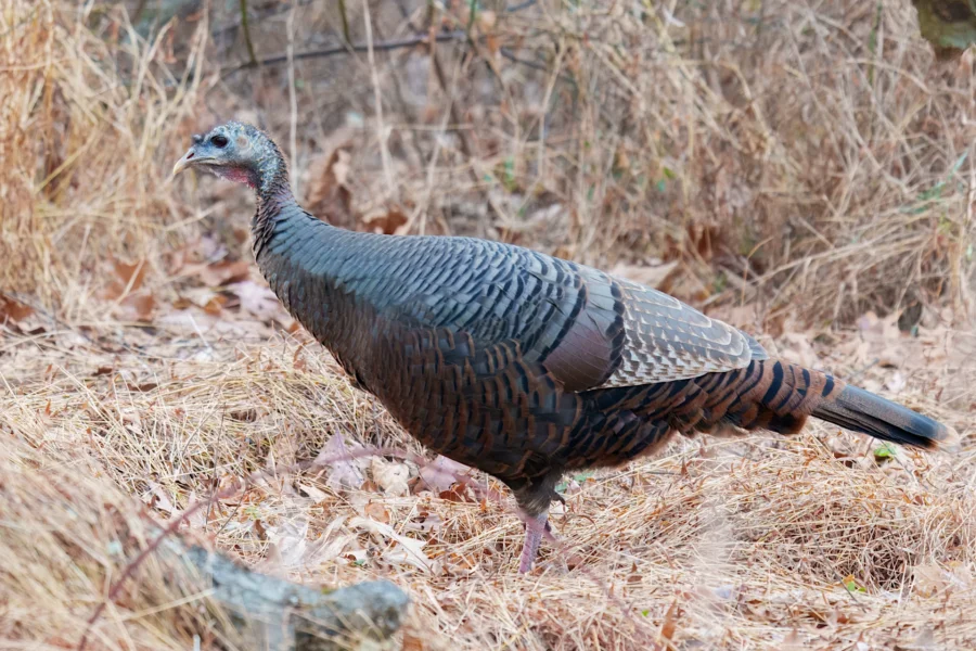BOR - 12-10-2025 - 0171920 A wild turkey walks through dry grass and fallen leaves in a natural outdoor setting.
