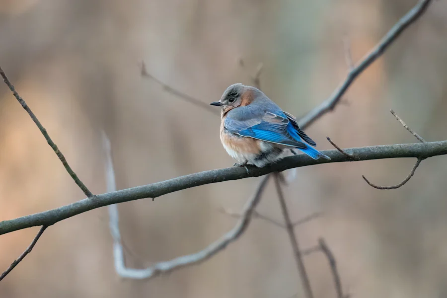 BOR - 12-12-2025 - 0021920 A small bird with blue and orange feathers perches on a bare tree branch against a blurred, neutral-toned background.