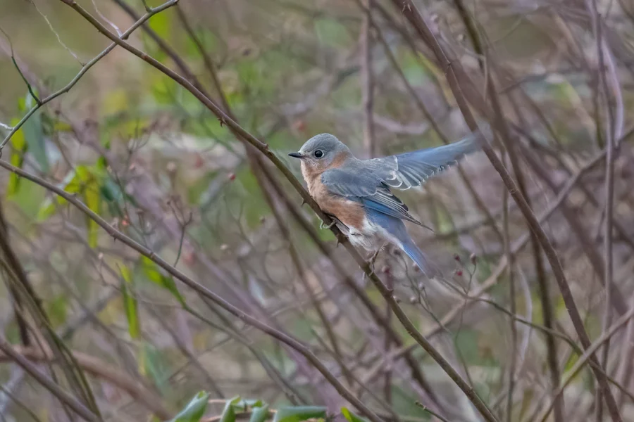 BOR - 12-12-2025 - 0031920 A small blue and brown bird with wings partially open perches on thin, leafless branches against a blurred background.
