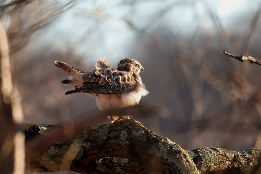 BOR - 12-12-2025 - 0101920 A hawk stands on a tree branch with its feathers ruffled, surrounded by out-of-focus branches and a blurred natural background.