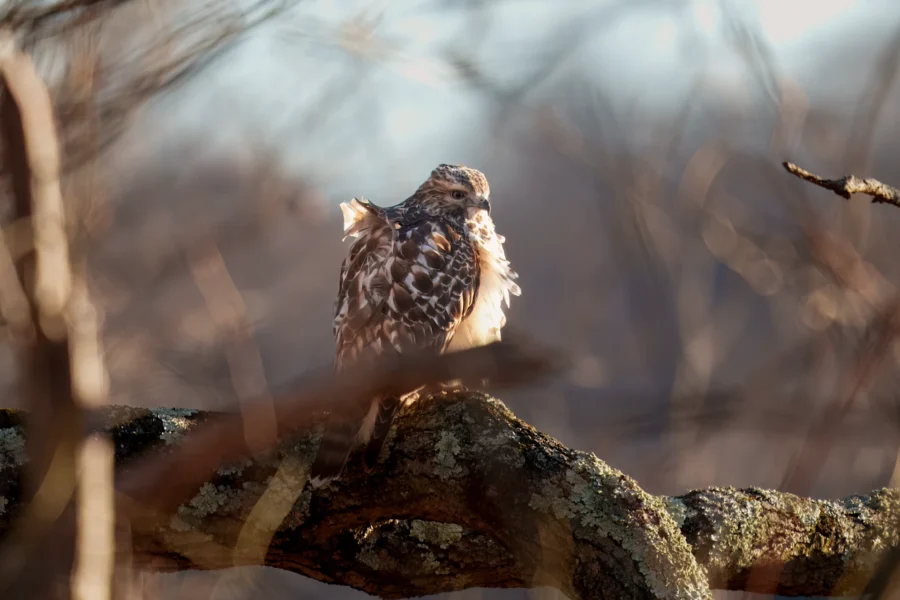BOR - 12-12-2025 - 0121920 A hawk with ruffled feathers perches on a mossy tree branch, surrounded by blurred branches and a soft, out-of-focus background.