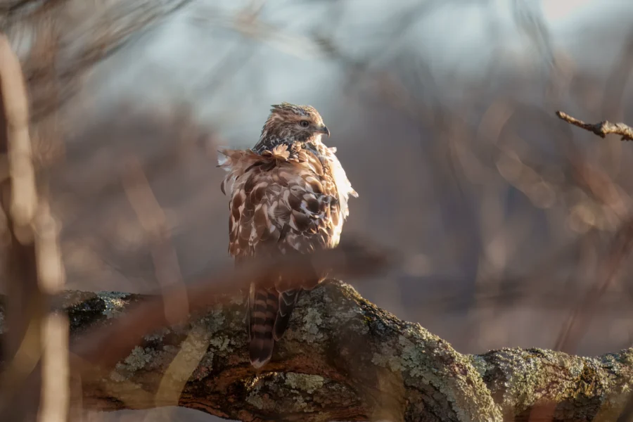 BOR - 12-12-2025 - 0131920 A hawk with ruffled feathers perches on a lichen-covered tree branch, surrounded by blurred bare branches in soft sunlight.