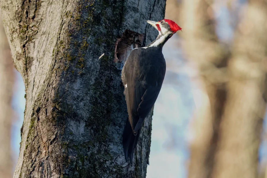 A pileated woodpecker with a red crest clings to the trunk of a tree near a hole, tapping at the bark in a forest setting.
