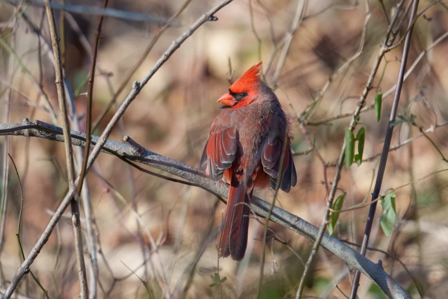 A northern cardinal with bright red feathers perches on a branch surrounded by dry twigs and sparse green leaves.