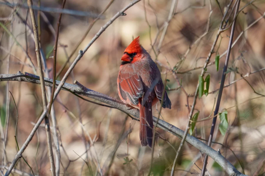 A bright red cardinal is perched on a thin branch surrounded by dry twigs and sparse green leaves in a natural outdoor setting.