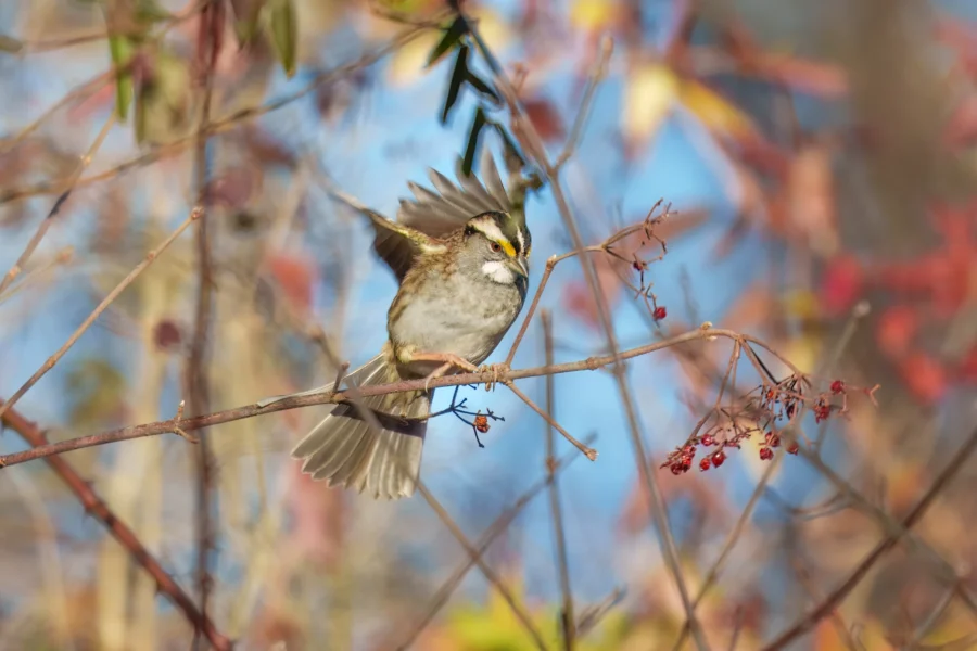 A small bird with a white throat and yellow streak above its eye perches on a thin branch with red berries, surrounded by autumn foliage.
