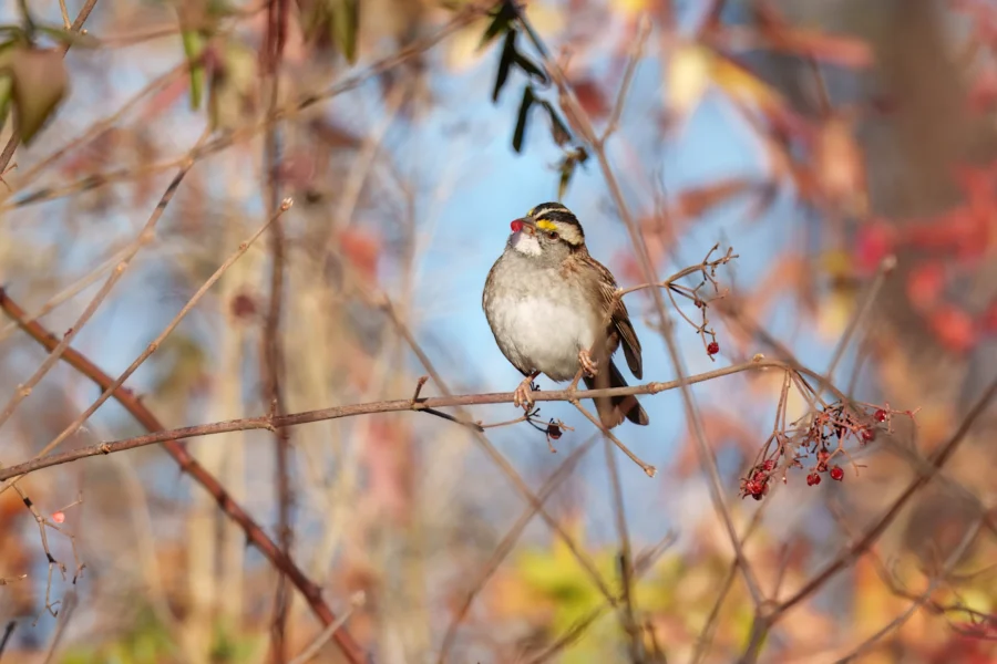 A small bird with a yellow spot above its eye perches on a thin branch surrounded by autumn foliage and berries.