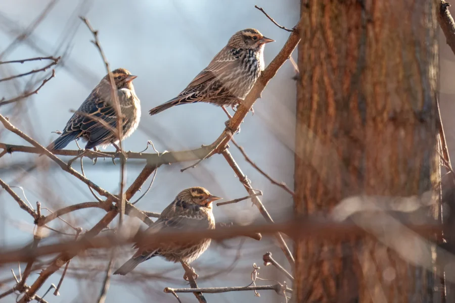 BOR - 12-12-2025 - 0261920 Three small birds perch on thin, leafless branches near a tree trunk in a wooded area on a sunny day.