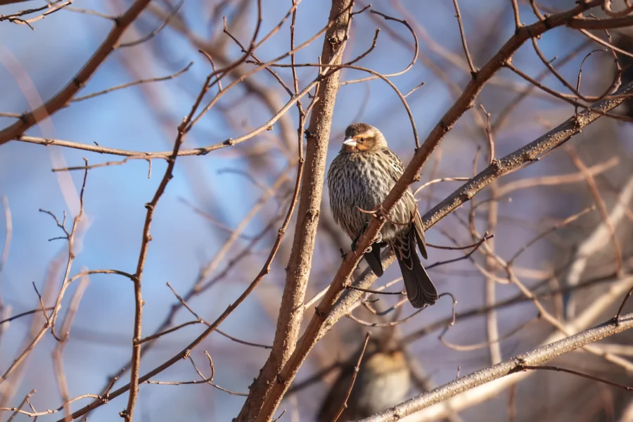 BOR - 12-12-2025 - 0281920 A small brown and white bird perches on a bare tree branch with a clear blue sky in the background.