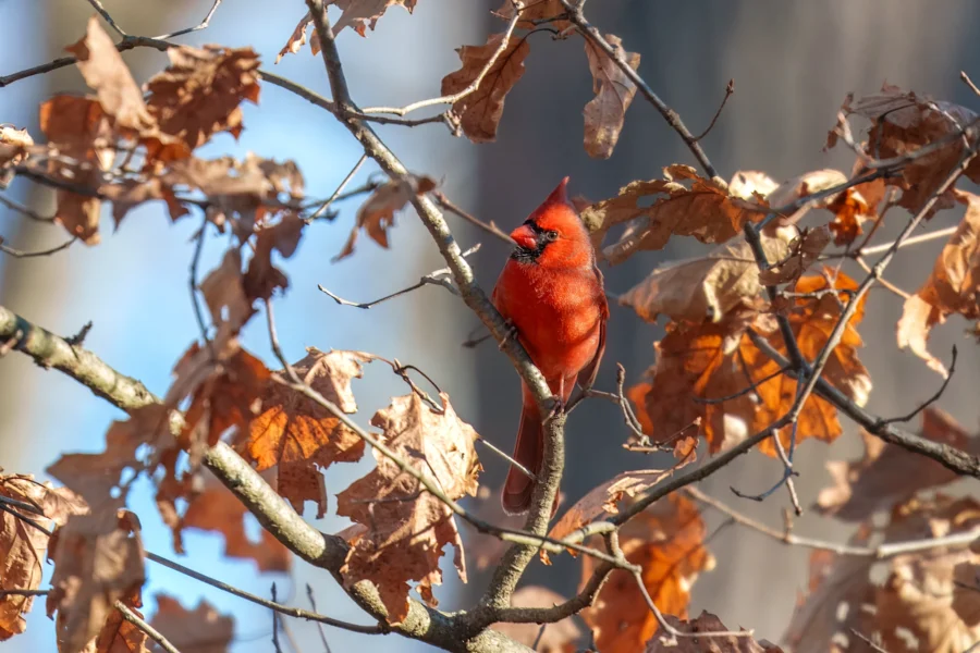 A bright red cardinal perched on a tree branch surrounded by brown autumn leaves.