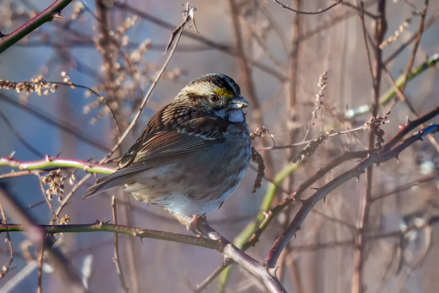 A white-throated sparrow perches on a branch among dry twigs and foliage, with a soft, blurred background.