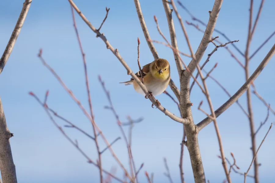 BOR - 12-15-2025 - 0031920 A small bird with yellow-green feathers perches on a bare tree branch against a blue sky.