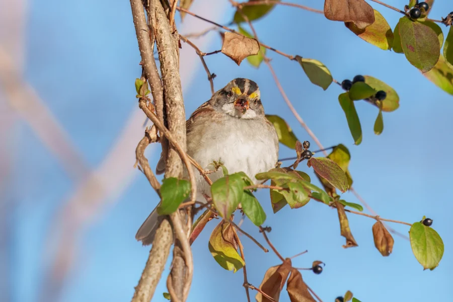 A small bird with a yellow patch above its beak perches on a branch among green and brown leaves against a blue sky.