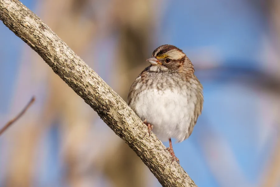 A small brown and white bird perched on a textured tree branch with a blurred blue sky background.