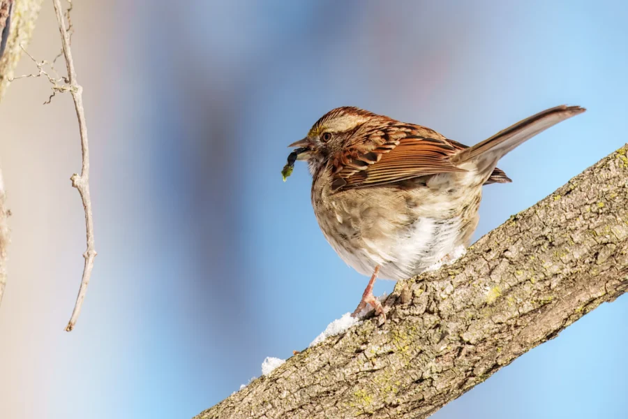 A small brown bird perches on a tree branch with a piece of green food in its beak against a blue sky background.