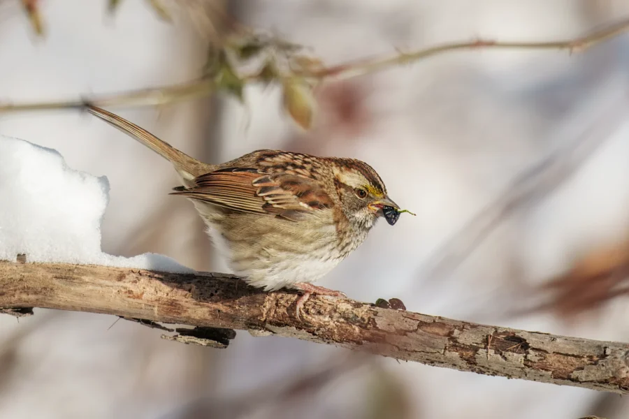 A small brown and white bird perched on a branch holds a dark berry in its beak, with snow visible on the branch and a blurred background.