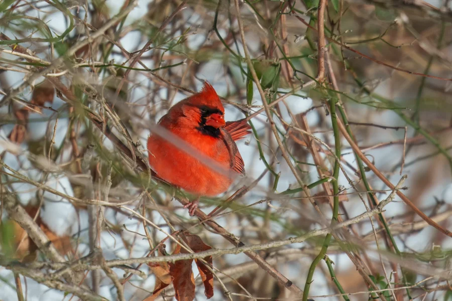 A bright red Northern Cardinal perched on thin, leafless branches with a snowy background.