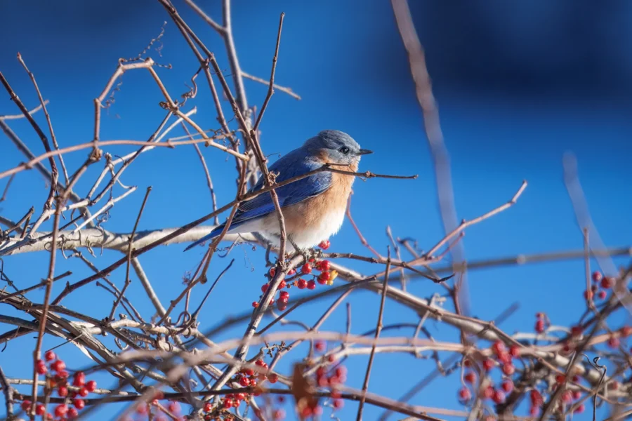 BOR - 12-15-2025 - 0251920 A small blue and orange bird perches on a branch with red berries against a blurred blue background.